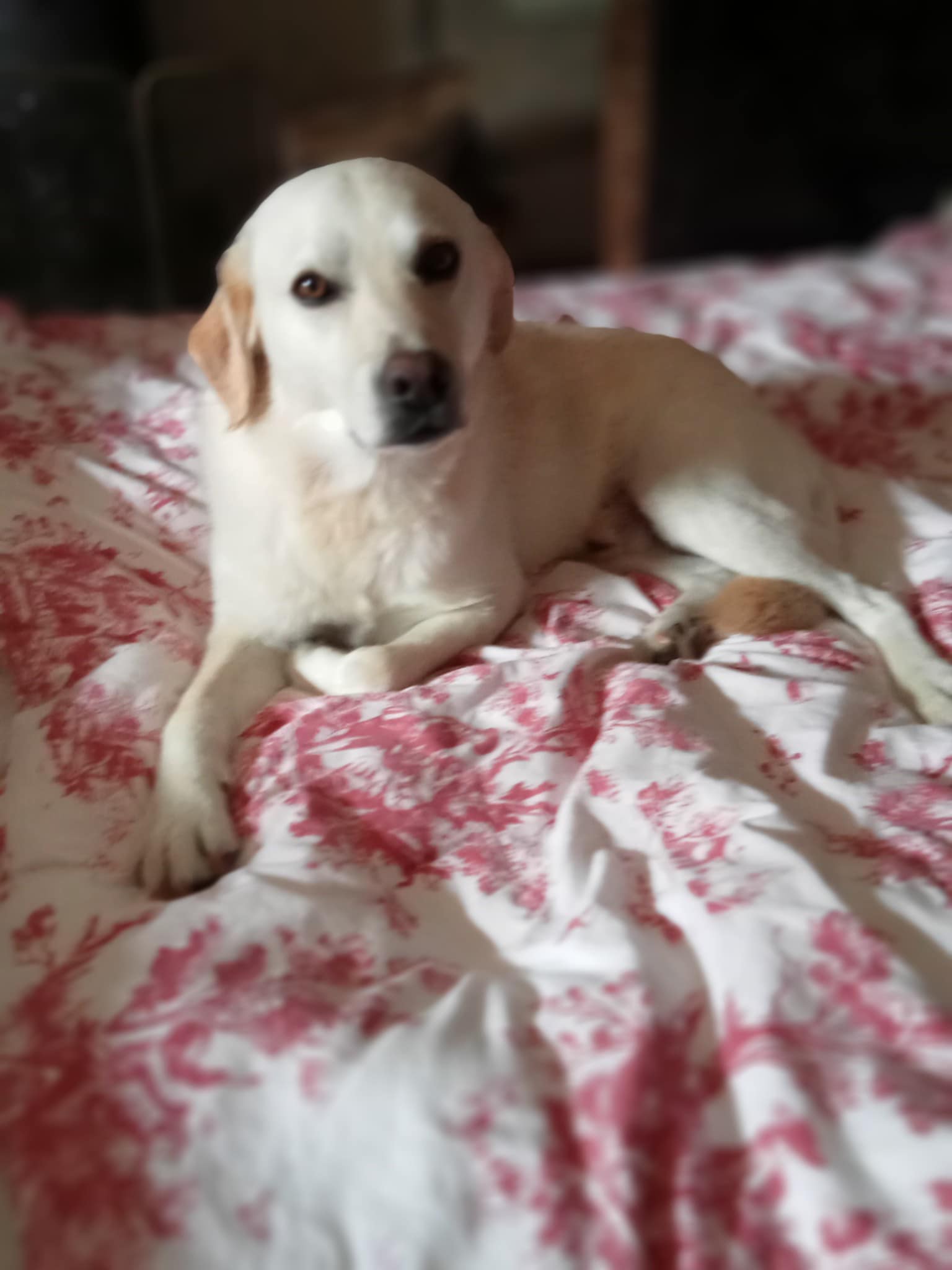 Maïko
